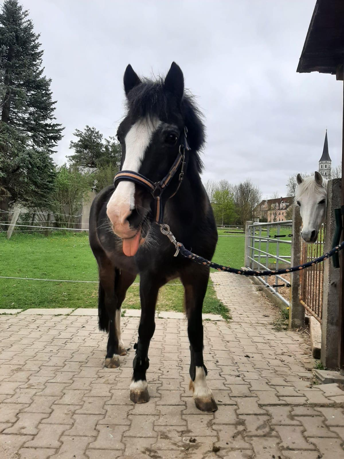 Anna mit ihrem Welsh Pony Lauser