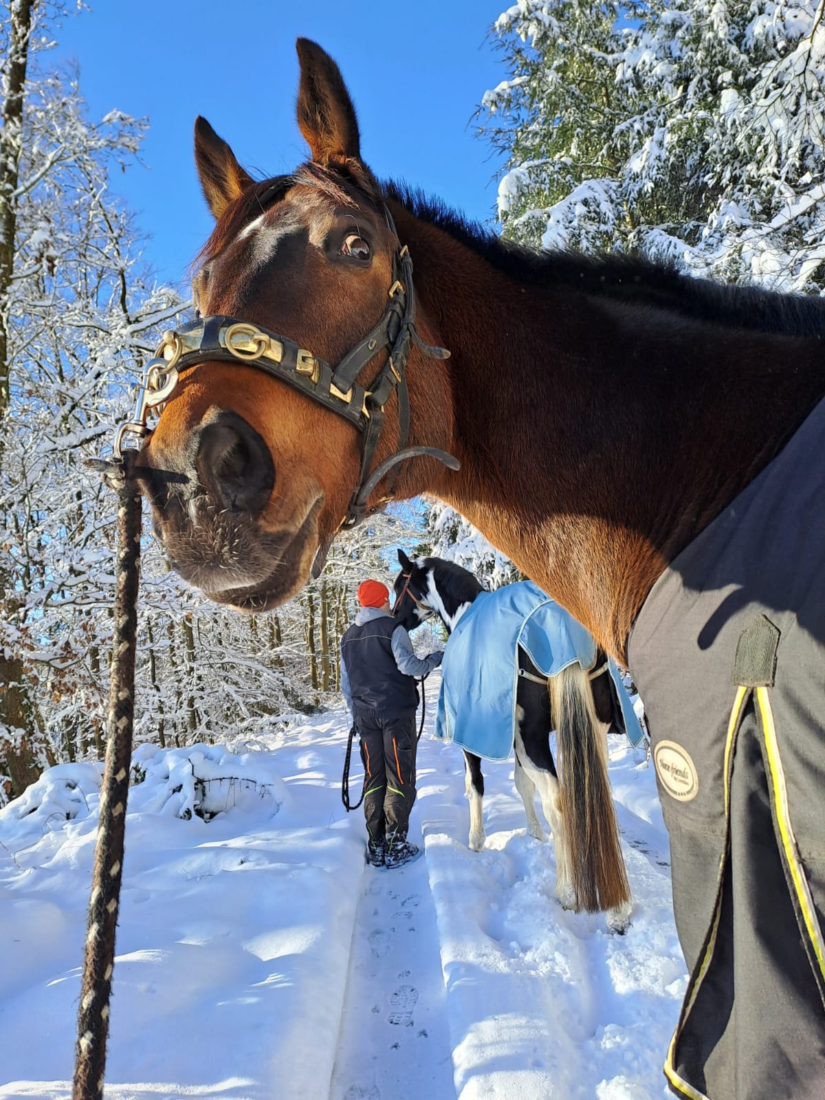 Feivel im Winter