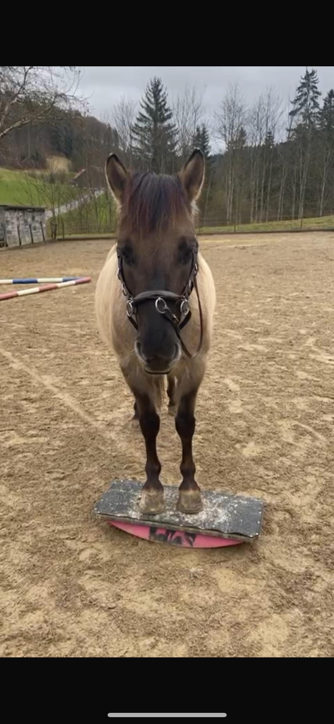 Ponystute Scotti